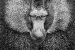 baboons baboons