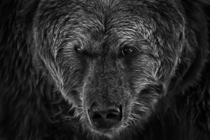 bears bears