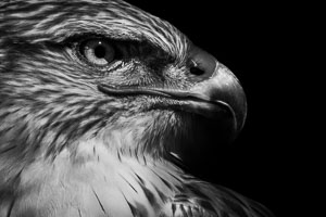 birds birds