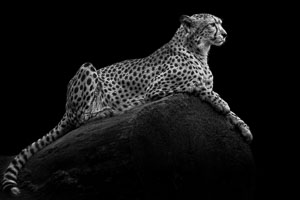 cheetahs cheetahs