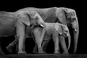elephants elephants