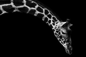 giraffes giraffes