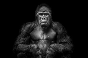 gorillas gorillas