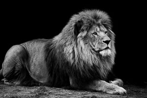 lions lions
