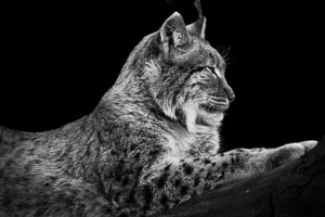 lynx lynx
