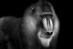 mandrills mandrills