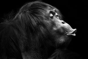 orang-utans orang-utans