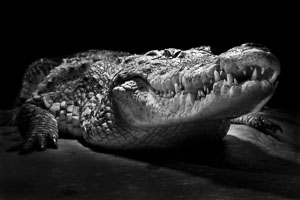 reptiles reptiles