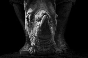 rhinos rhinos