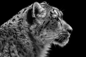 snow-leopards snow-leopards