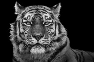 tiger tiger