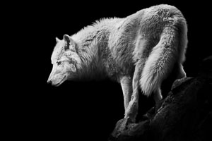 wolves wolves