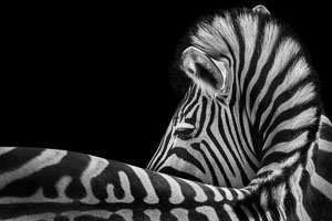 zebras zebras